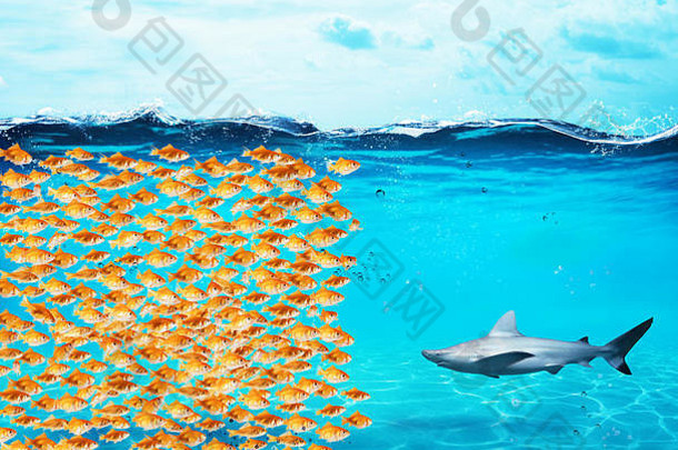 金鱼群筑起一堵墙挡住鲨鱼。团结的概念是力量、团队精神和伙伴关系
