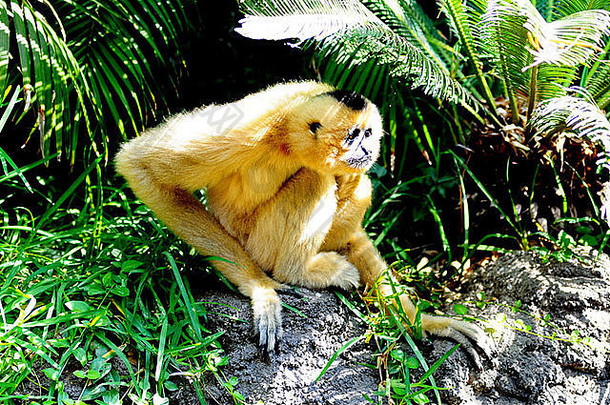 金颊长臂猿，也称为黄颊长臂猿（Nomascus gabriellae）。