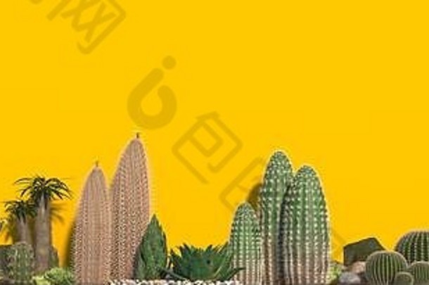 集团仙人掌芦荟多汁的植物孤立的黄色的背景长横幅网站头项目空间文本标志