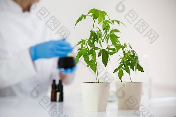 一位女科学家在实验室里进行从植物中提取cbd油的实验。医用的保健药房。蒂特拉