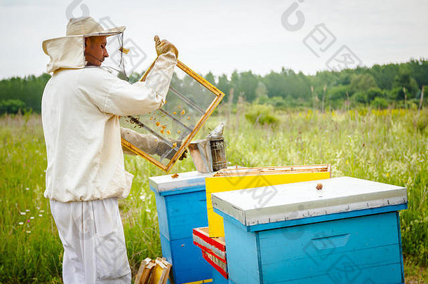 养蜂人控制情况蜜蜂殖民地采取蜂窝木框架