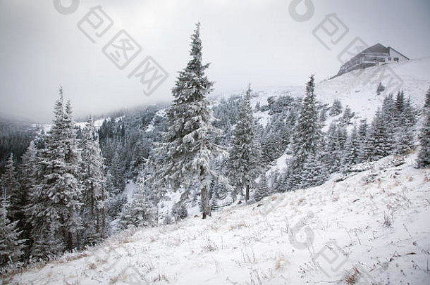 冬天仙境圣诞节背景雪冷杉树山
