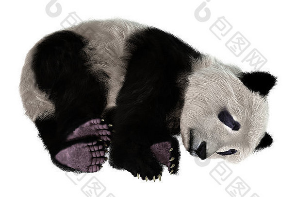隔离在白色背景上的可爱熊猫的3D数字渲染