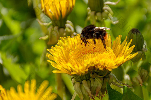 草地上盛开的蒲公英，大黄蜂采集花蜜。