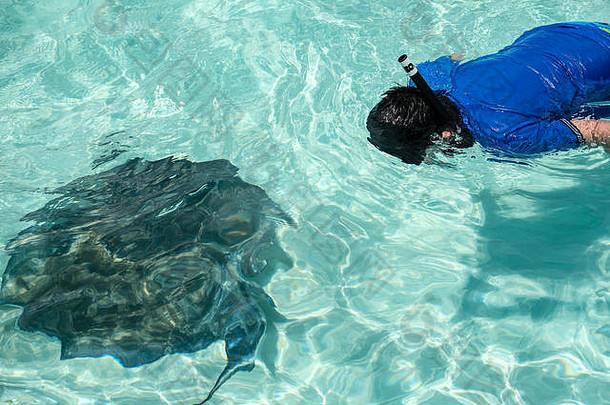 在大开曼岛附近的黄貂鱼城，一个男孩在浮潜，看着一条大的黄貂鱼