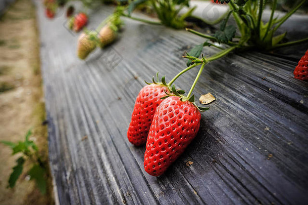 温室栽培草莓和草莓