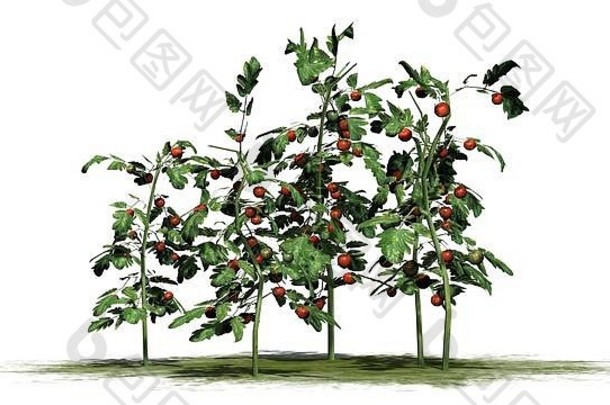番茄植株-白色背景下分离