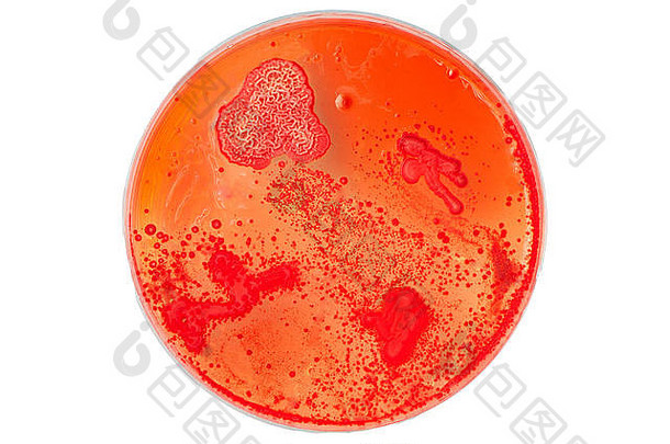 红色皮氏培养皿，细菌和酵母菌落生长，在白色背景上分离。