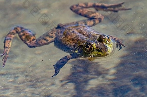 一只绿色的<strong>青蛙</strong>漂浮在泥泞的水面上。加拿大温哥华岛斯普洛湖省级公园。