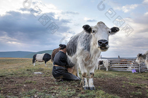 蒙古游牧女人挤<strong>奶</strong>牛