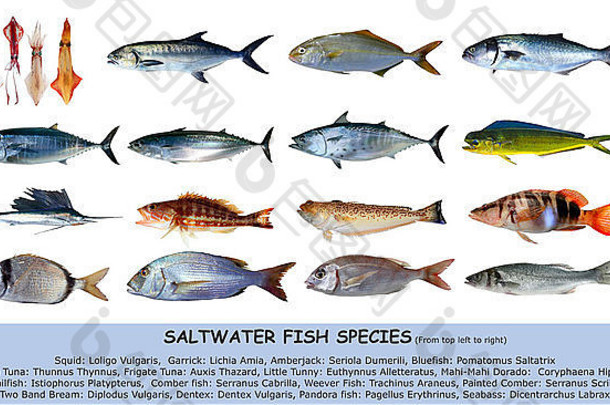 海水鱼类分类白色隔离海鲜