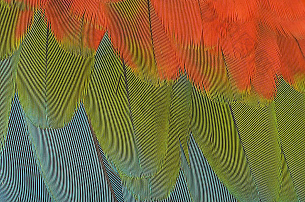 绿翅金刚鹦鹉（Ara-chloroptera）翅膀的极端特写镜头