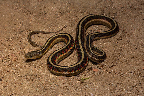 来自美国科罗拉多州摩根县的<strong>红边</strong>加特斯纳克（Thamnophis sirtalis parietalis）。