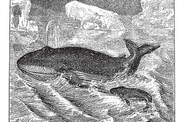 海洋中的鲸鱼，复古雕刻插图。词汇和事物词典-拉里夫和弗勒里-1895年。