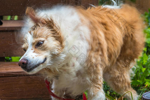 一只金发边境牧羊犬被清洗后立即剧烈摇晃的水平照片（一些运动模糊以显示运动）