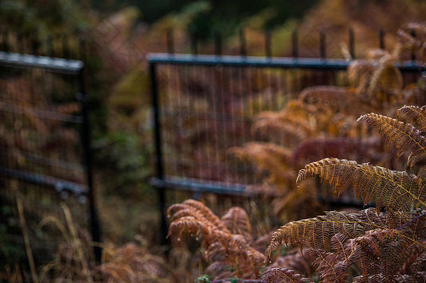 赭色的蕨类植物，秋天的颜色，叶子上有晨露。