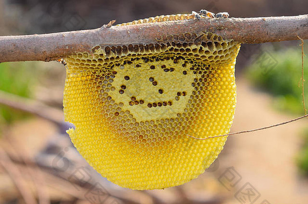 蜂蜜蜜蜂蜜蜂蜂巢