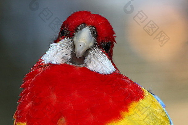 明亮彩色澳大利亚东部罗塞拉鹦鹉platycercus埃克西米乌斯