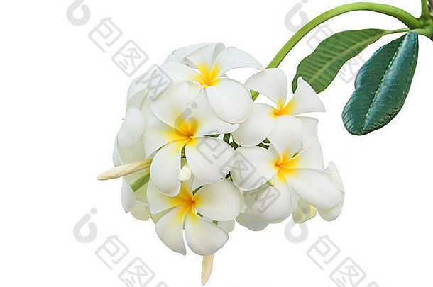 李拉瓦迪，鸡蛋花，白色背景上分离的热带花