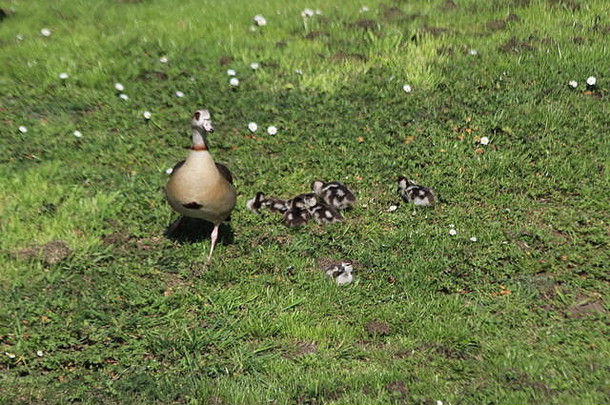 荷兰Nieuwerkerk aan den IJssel草地上的埃及鹅小鸡