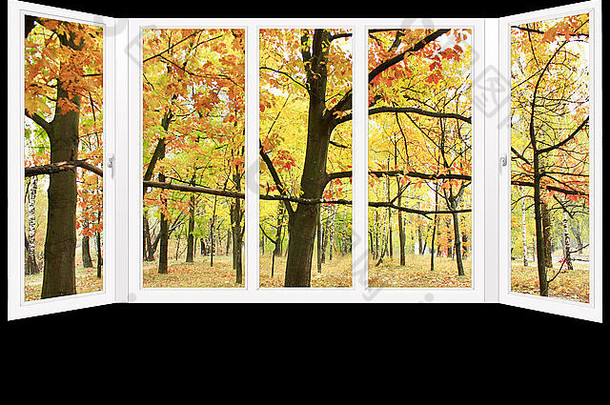 窗口俯瞰秋天公园黄色的树孤立的黑色的