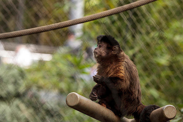 卷尾猴（Cebus apella apella）属的丛生卷尾猴坐在树枝上吃东西。