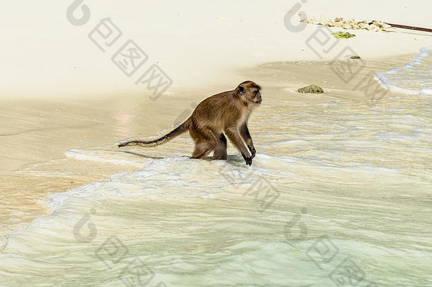 猴子站在沙滩上的侧视图