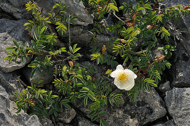 石灰岩路面上的Burnet Rose-Rosa pimpinellifolia