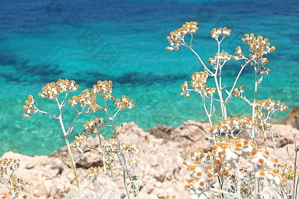 夏天景观达尔马提亚岩石海滩克罗地亚