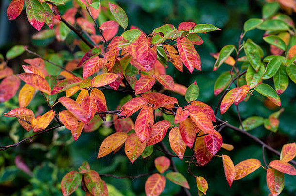 加拿大一枝黄花的秋天颜色。树叶变成红色，呈现秋天的颜色。