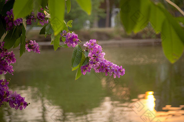 日落时分，泰国苏霍塔历史公园背景下美丽的紫色花朵