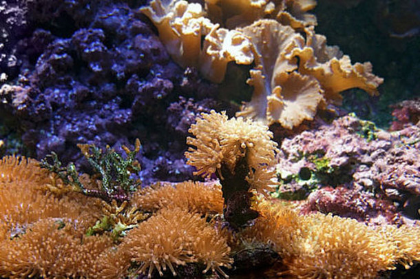 水下风景，包括各种海洋生物物种