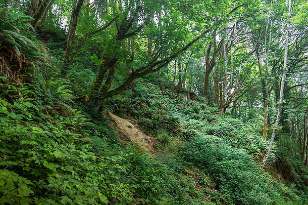 茂密的绿色植被穿过长满苔藓的森林
