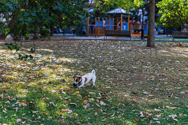 小狗杰克·拉塞尔在秋天公园散步。这是一个公认的和受欢迎的狗品种。这是一只你不会感到厌烦的宠物