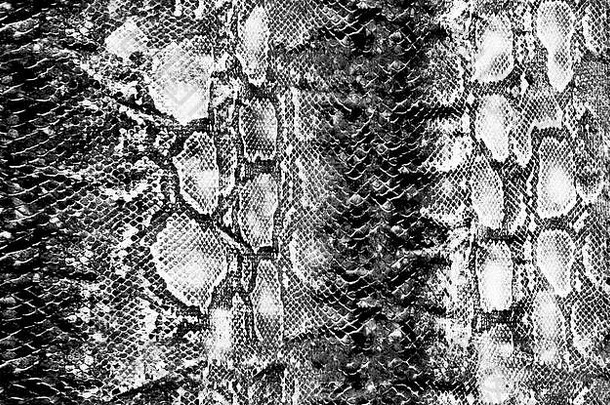 美丽的特殊的蛇皮肤python时尚的背景模式