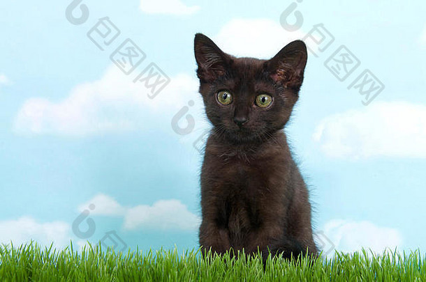 黑色的小猫带着绿色的眼睛在高高的绿色草地上期待着观众的离去，蓝色的背景天空中布满了云彩。拷贝空间