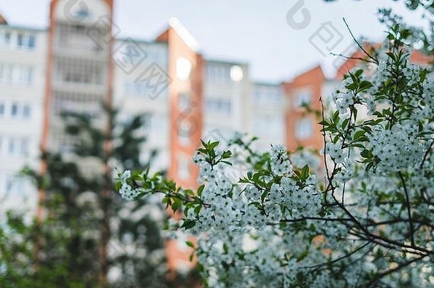 白色樱桃花朵房子春天花
