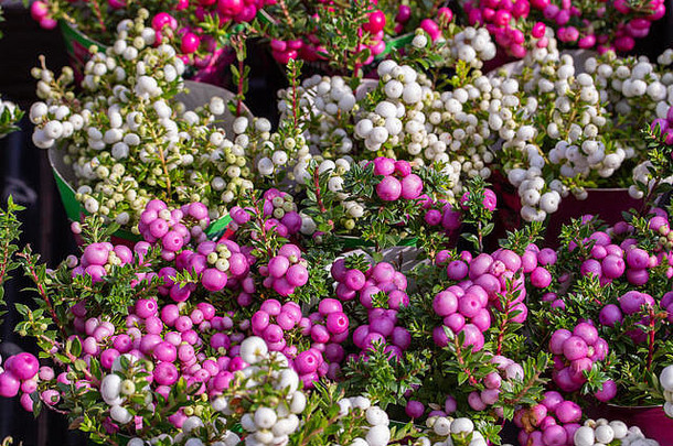 高尔瑟里亚mucronata浆果水果白色粉红色的紫色的佩内特亚高尔瑟里亚盆栽植物绿色树叶背景水平蔬菜壁纸