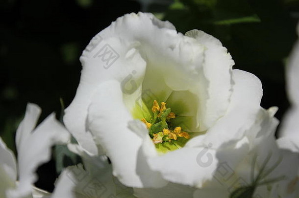 美丽的白色花开花日益增长的<strong>花园</strong>