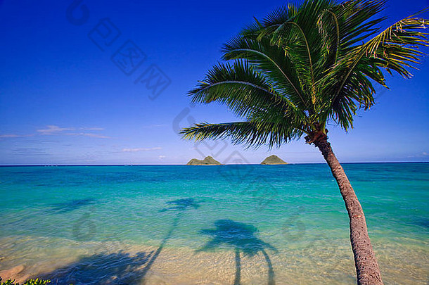 棕榈树海洋lanikai<strong>夏威夷</strong>