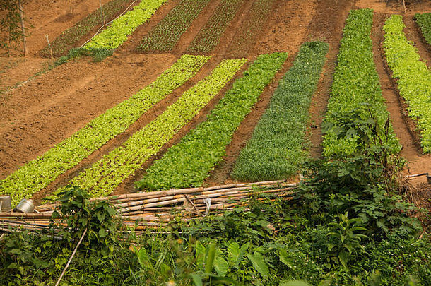 老挝农村种植蔬菜的农田。