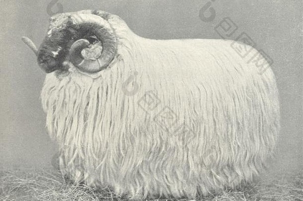 羊黑脸剪羊毛公羊-金蹄，比加表演奖得主，1906年至1912年