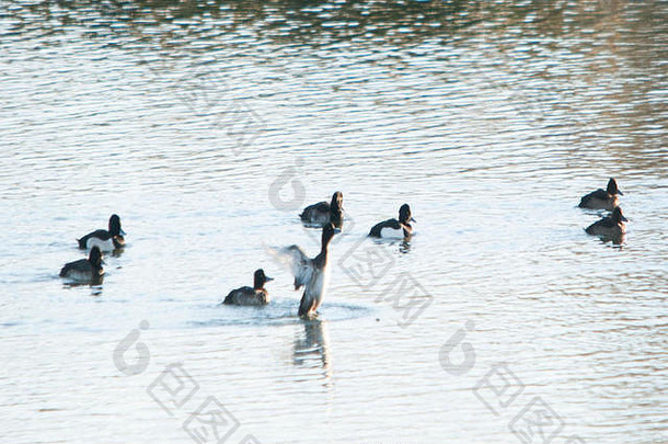 一群簇毛鸭在水上