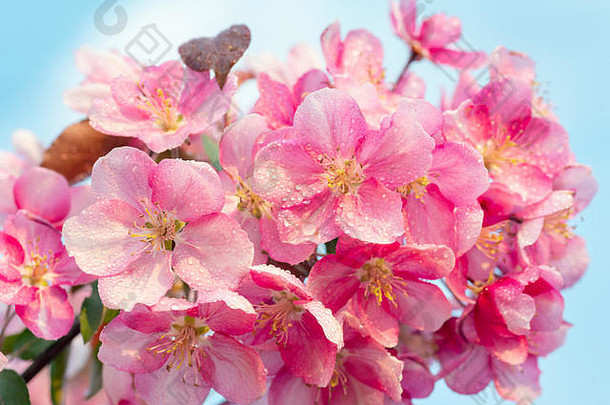 日本樱花，樱花，自然背景下的花枝。美丽的春天，精致而温柔的概念背景。