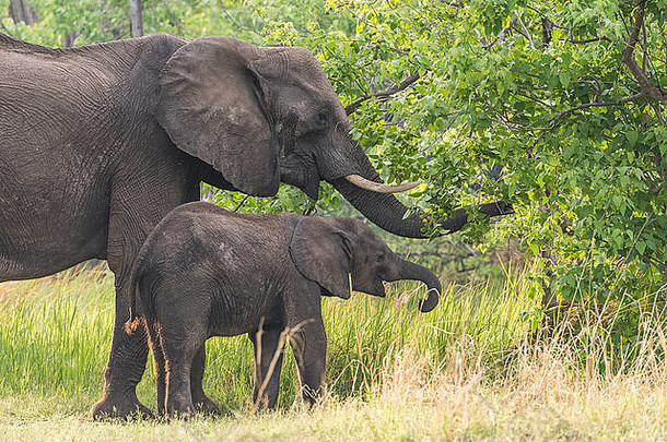 博茨瓦纳奥卡万戈三角洲，妈妈和小牛非洲象（Loxodota）正在觅食