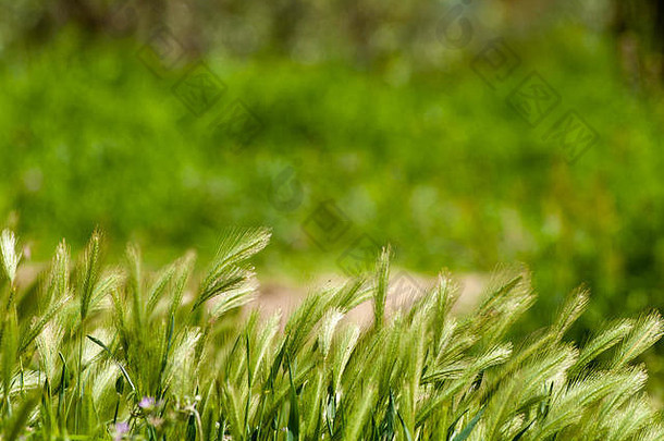 春天的绿草，背景是波克人