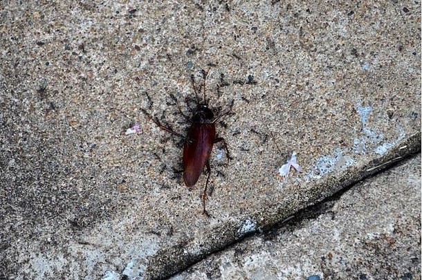 不寻常的照片死蟑螂狼吞虎咽的吃黑色的蚂蚁
