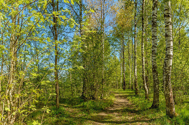 春天走河萨布林卡列宁格勒地区萨布利诺自然储备