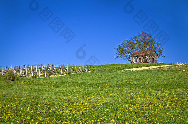 克罗地亚卡拉尼克田园诗般的山丘上的小屋和葡萄园