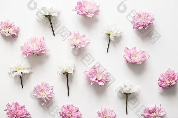 菊花模式春天背景纯概念花俏的颜色平躺赢富数据孤立的白色